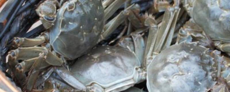 买来活螃蟹暂时不吃怎样保存 鲜活螃蟹吃不完如何保存?