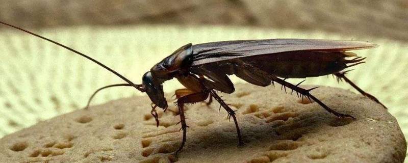 蟑螂留下的黑色颗粒是什么 蟑螂出没的地方有黑色颗粒是什么