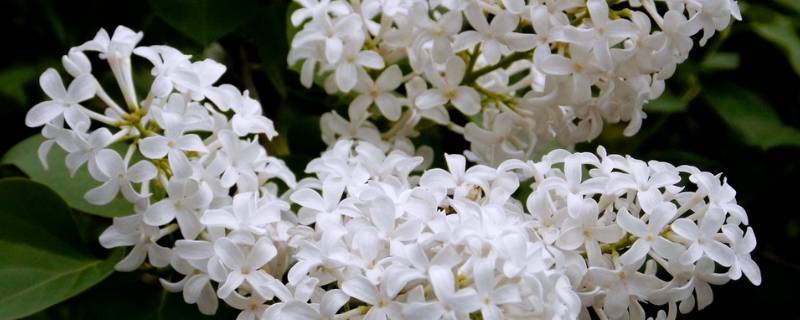 白色丁香花的寓意是什么 白丁香的寓意是什么