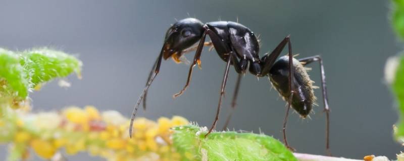 蚂蚁是怎样搬家的 蚂蚁是怎样搬家的?
