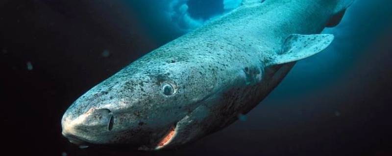 格兰陵睡鲨寿命多长 格陵兰睡鲨能活多久