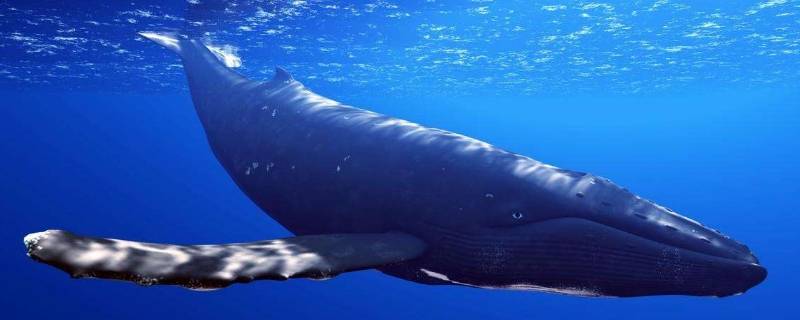 成年蓝鲸有多少吨（蓝鲸是多少吨）