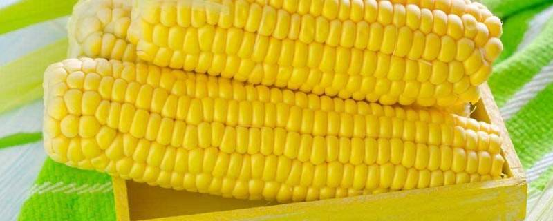 带轴的玉米每立方出多少斤粒（玉米带轴每立方米能出多少籽粒）