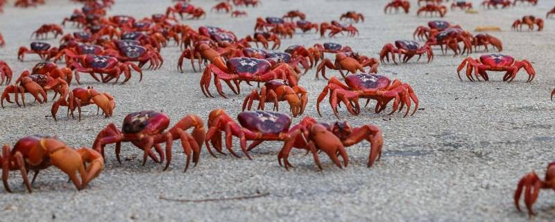 澳大利亚的红蟹可以吃吗（澳大利亚圣诞岛红蟹能吃吗）