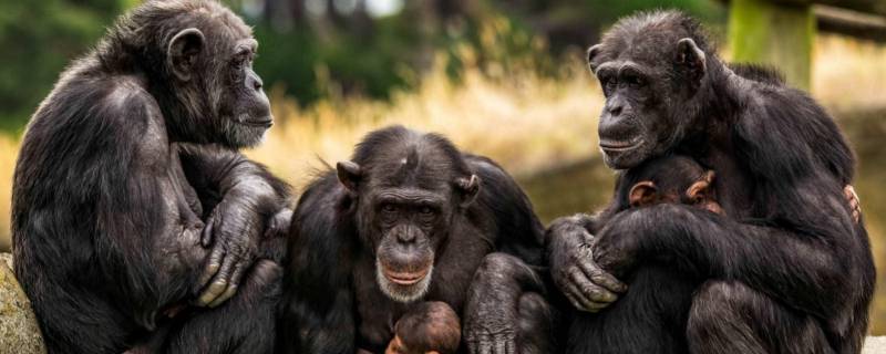 黑猩猩寿命 黑猩猩寿命一般多少年
