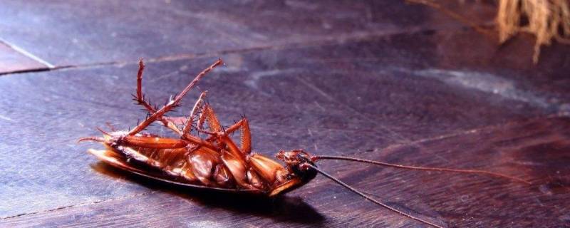 蟑螂会叫的像蟋蟀一样吗 蟑螂的叫声像蛐蛐的吗
