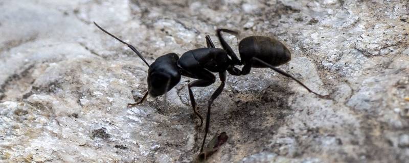 蚂蚁的叫声是怎么叫的（蚂蚁会叫吗,又是什么声音）