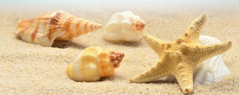 贝壳是什么动物 贝壳是什么动物的外壳