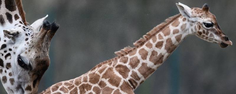长颈鹿的脖子为什么那么长（长颈鹿的脖子为什么那么长 原因）