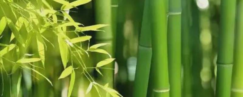 竹子对人类的贡献是什么写一段话 竹子对人类的贡献是什么