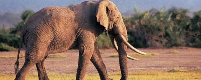 大象有多重多少千克 大象有多重