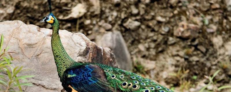 绿孔雀是几级保护动物（绿孔雀属于什么级保护动物）