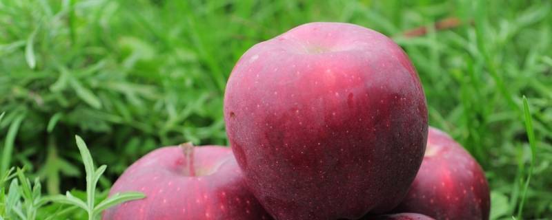 花红果和苹果的区别 花红属于苹果吗