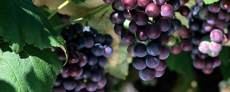 葡萄的保鲜6个月储存方法 鲜葡萄如何保存半年