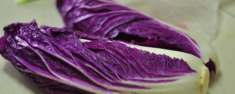 紫色白菜是什么菜（紫色的圆白菜叫什么菜）
