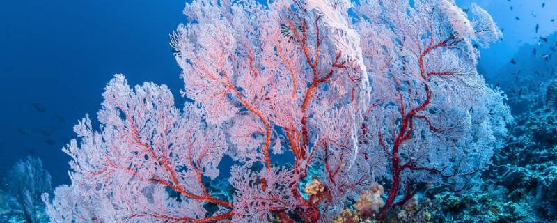 珊瑚是一种动物还是植物（珊瑚是动物吗还是植物）