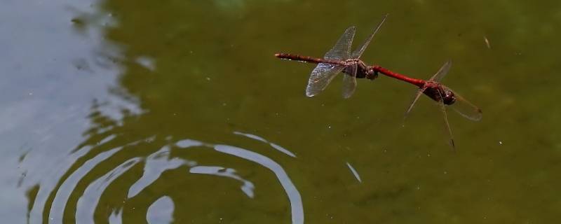 蜻蜓点水是生物的什么特征 蜻蜓点水是生物的什么特征?