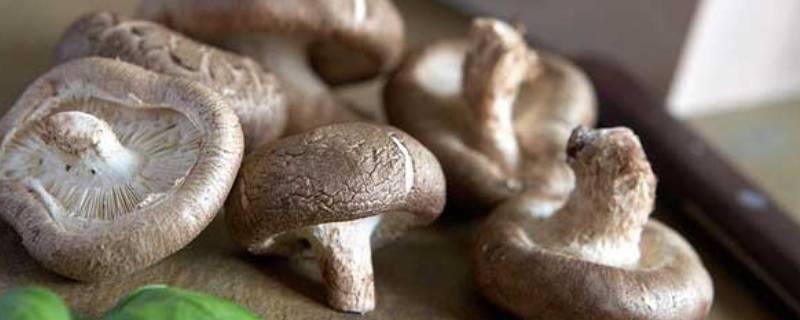 蘑菇怎么保鲜保存 蘑菇怎样保存和保鲜