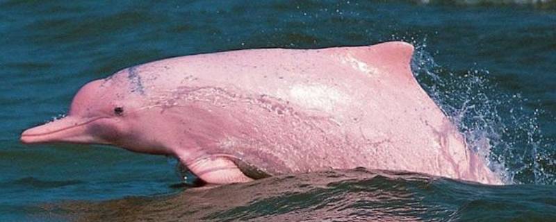 粉色海豚是怎么回事（海豚为什么有粉色）