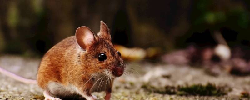 老鼠的天敌有哪些 老鼠的十大天敌是谁?