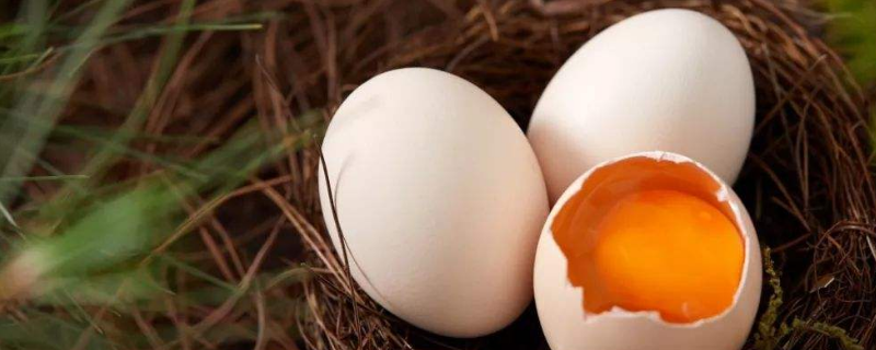 红壳鸡蛋和白壳鸡蛋的区别 什么是红壳鸡蛋