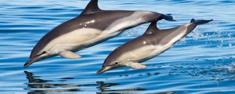 海豚是国家几级保护 海豚的保护级别