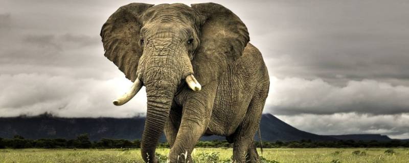 大象的性格特点有哪些 大象的性格是什么样的