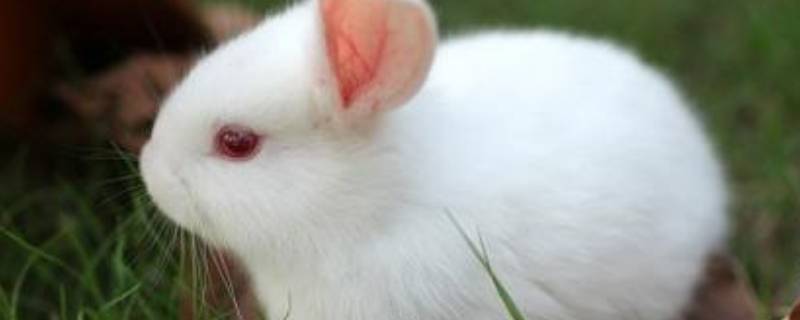 小白兔有趣的特点 小白兔有趣的特点写一篇短文