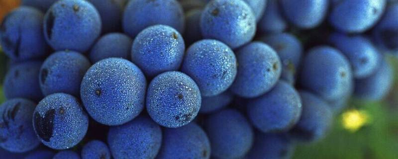 蓝莓葡萄是夏黑葡萄吗（蓝莓葡萄和夏黑葡萄一样吗）