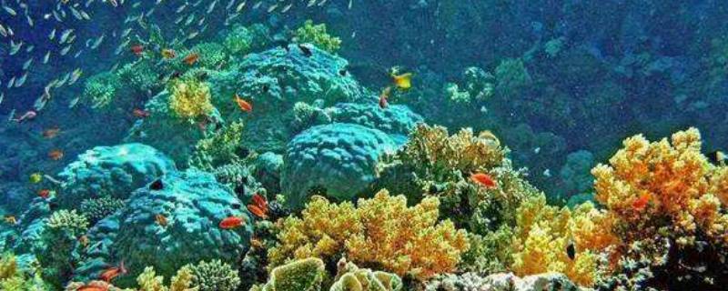 海洋生态系统包括哪些（海洋生态系统包括哪些类型）