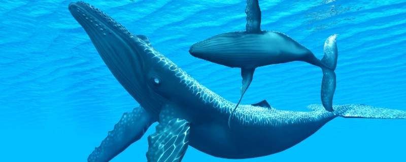 鲸的身体有多长（鲸的身体有多长等于多少个人）