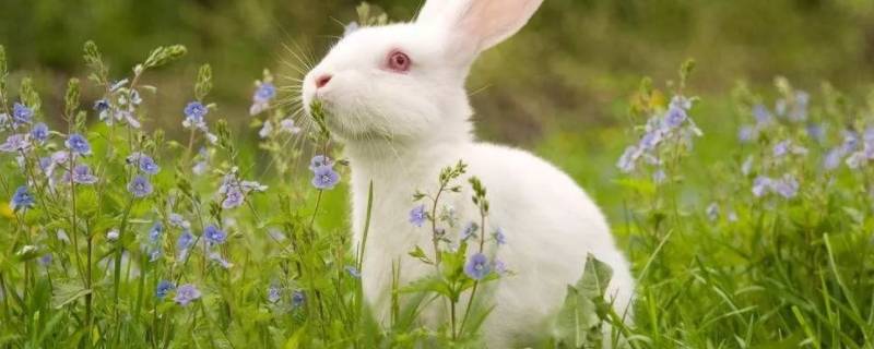 小白兔有什么特色 小白兔有哪些特点有趣的地方