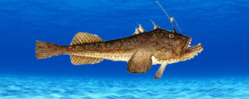 黑龙江的老头鱼学名叫什么 东北的老头鱼学名