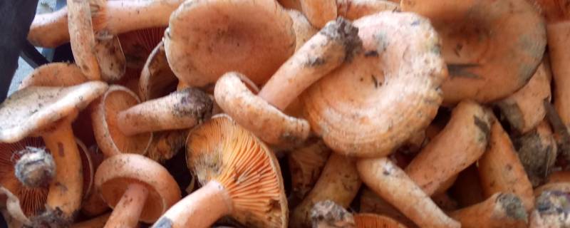 松树下的蘑菇叫什么 松树下的蘑菇叫什么菇