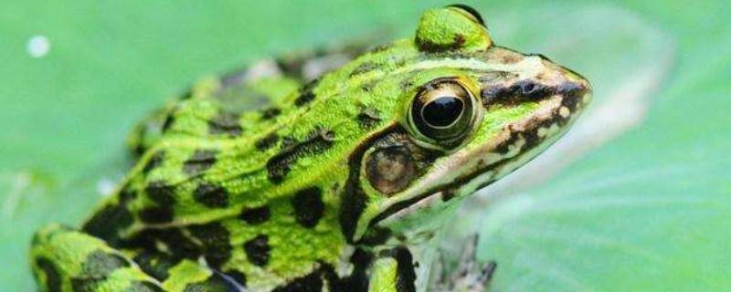 黑斑蛙属于什么生态系统 黑斑蛙属于什么生态系统的动物