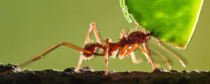 蚂蚁为什么会出现在家里 小黄蚂蚁为什么会出现在家里