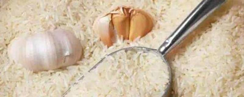 家庭如何储存大米 怎样储存大米才是最好的办法