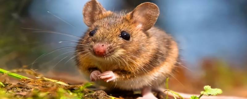 鼠是什么科类动物 老鼠属于什么科动物