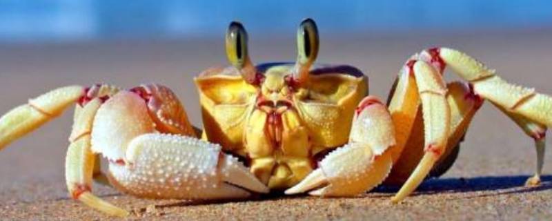 活的螃蟹暂时不吃怎么保存 活的螃蟹不吃怎么保存