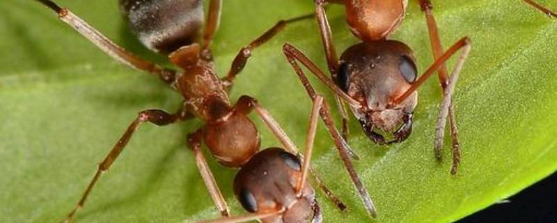 樟脑丸可以驱赶蚂蚁吗（樟脑丸可以驱逐蚂蚁吗）