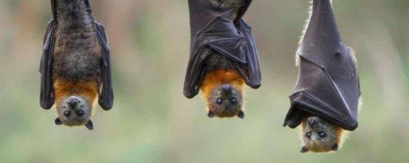 蝙蝠寿命 蝙蝠寿命为什么长