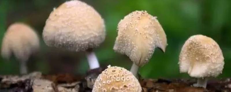 东北蘑菇种类 东北蘑菇种类大全及图片