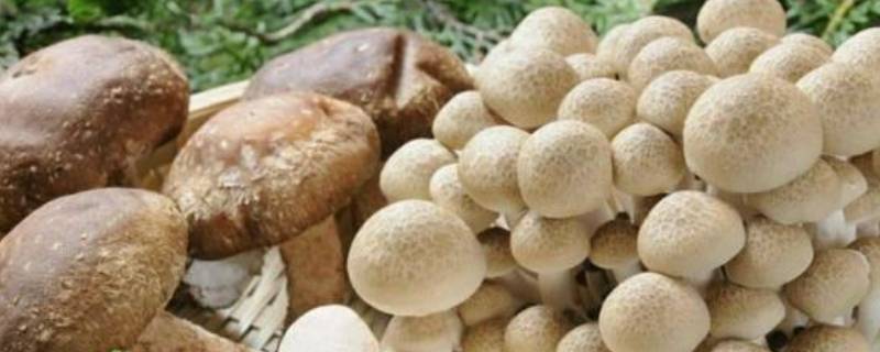 菌菇类有哪些 干货菌菇类有哪些