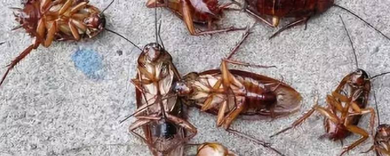 什么办法可以消除蟑螂 用什么办法灭蟑螂可以根除