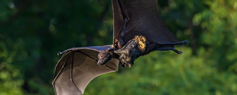 蝙蝠乱飞会有细菌落下吗 蝙蝠飞来飞去会不会掉下来有细菌