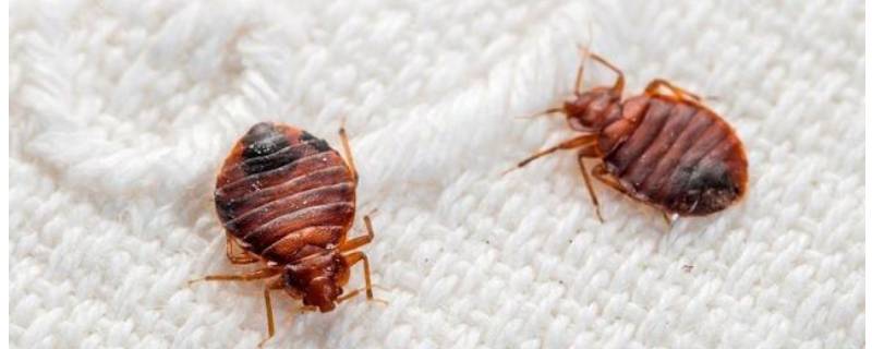 床上常见的虫子 宿舍床上常见的虫子