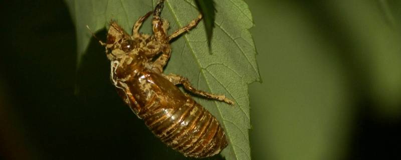 螳螂是昆虫吗 蝉是昆虫吗