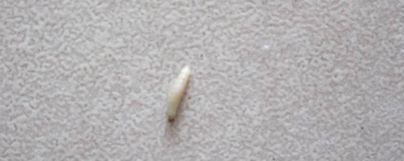 沙发上白色的虫子是什么虫（沙发上有白色虫子）