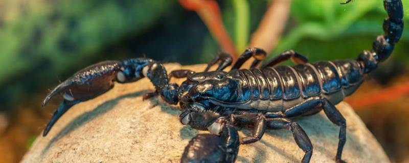 蝎子吃啥 蝎子吃什么食物为主