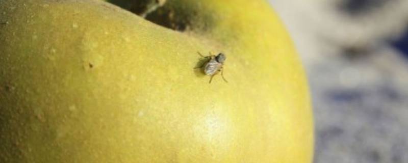 夏天水果上的小飞虫是怎么产生的 夏天水果上的小飞虫怎么来的